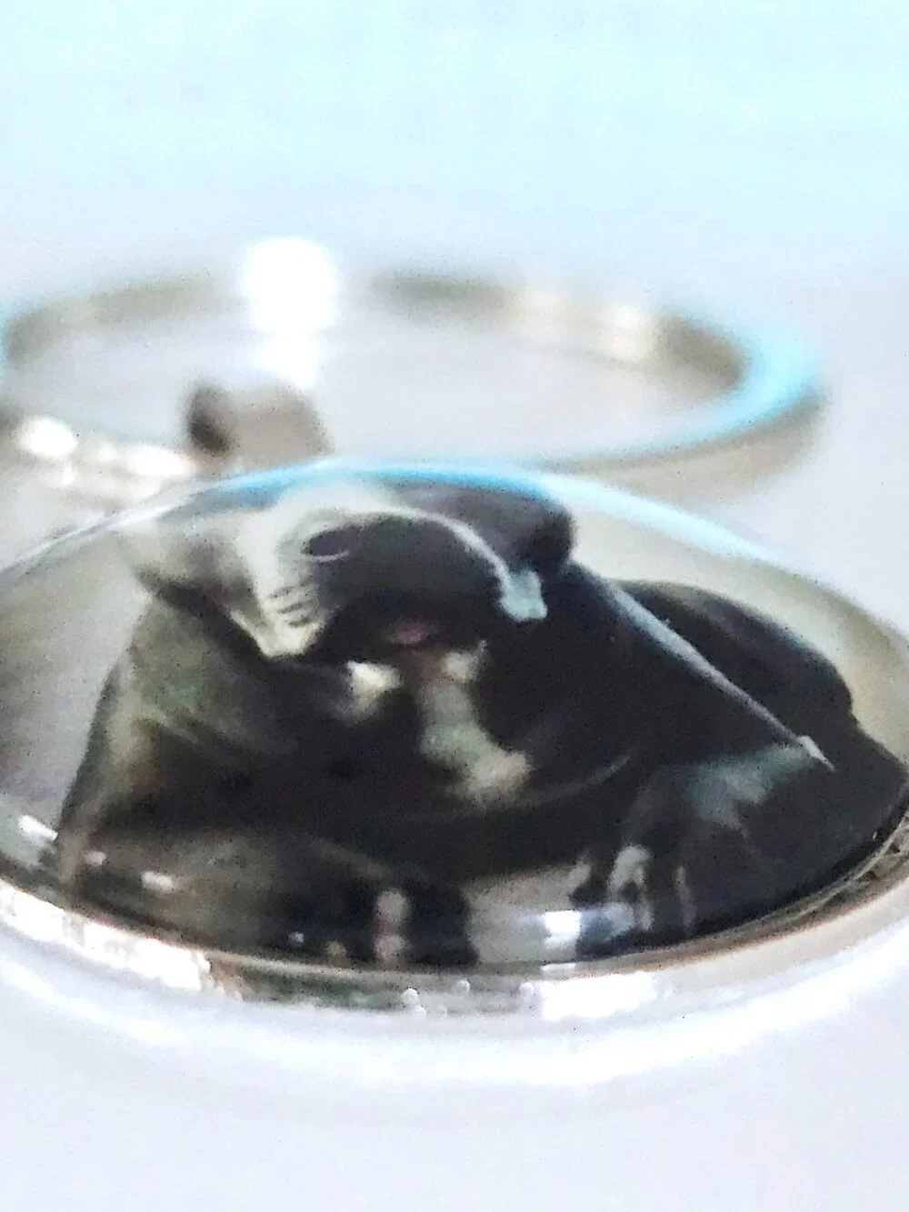 Pit Bull Glass Cabochon Keychain, American Bully, Unisex, Dog Lover Gift, Charm